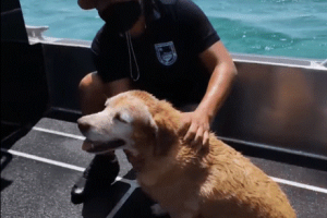¡Héroes sin capa! Rescatan a perrita que se ahogaba en el mar de Yucatán