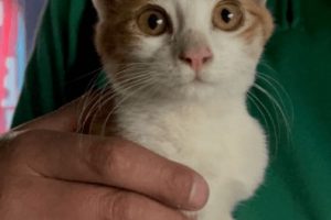 Encuentran con vida a Max, el gatito que se había extraviado tras explosión de pensil norte en CDMX