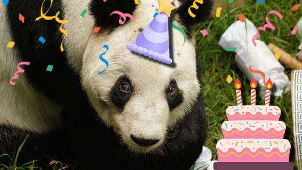 Xin Xin celebra cumpleaños 35: así fue la fiesta de la osa panda de Chapultepec |FOTOS 🎂🎂🐼🐼