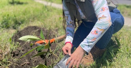 8 tips para plantar un árbol y que crezca feliz