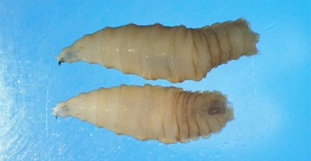 Primer caso de gusano barrenador en humano es confirmado en Estados Unidos