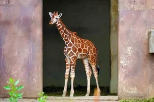 De ‘Gabo’ a ‘Ayyur’: Las 10 opciones para nombrar a la nueva jirafa de San Juan de Aragón