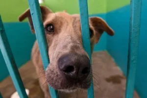 Multas de 35 mil pesos por golpear a un animal: El nuevo reglamento que ya entró en vigor